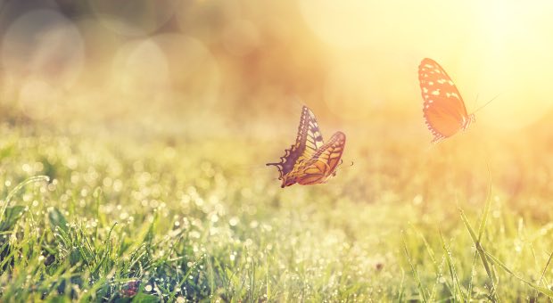 chi paga il copyright alla natura