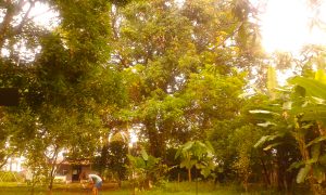 Villavicencio Mango secolare