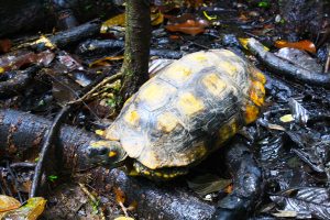 spedizione in amazzonia tartaruga