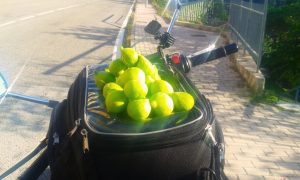 raccogliere frutta per strada ecologia fichi