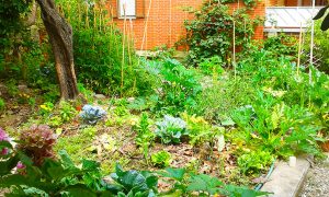 Come creare un orto sinergico e biologico, nella foto l'Eco B&B I due oleandri