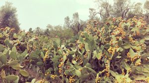 fichi d'india