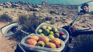 fichi d'india puglia