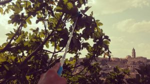 prendere i fichi con l'asta dei selfie, prima parte