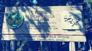 I giganti di Cozzo, sono imponenti alberi secolari...
