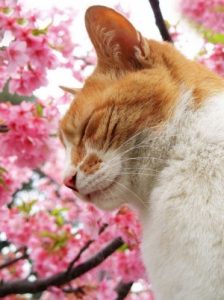 gatto che dorme