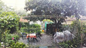 L'arco per far arrampicare le viti