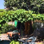 Le viti arrampicate sull'arco! (Estate)