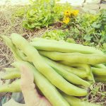 Raccolto primaverile, una bella manciata di fave!
