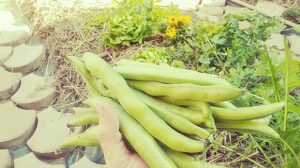 Raccolto primaverile, una bella manciata di fave!