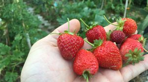 Per prima cosa, un bel raccolto di Fragole