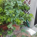 Si mettono due rami di mora nei vasi (vedi prossima foto)