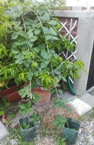 Si mettono due rami di mora nei vasi (vedi prossima foto)