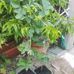 Si riempiono i vasi di terra, dopo un mese le nuove piante avranno messo le radici!