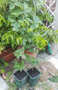 Si riempiono i vasi di terra, dopo un mese le nuove piante avranno messo le radici!