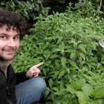 La Salvia, ottima per condire ed auto-produrre saponi e dentifrici