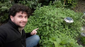 La Salvia, ottima per condire ed auto-produrre saponi e dentifrici