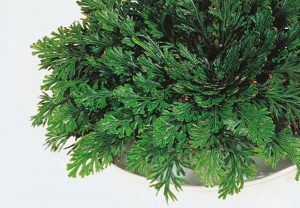 significati rosa di jerico