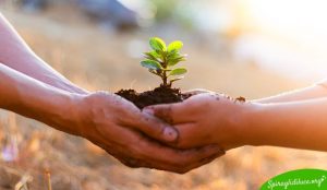 costellazioni familiari seminario online